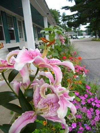 White Trellis Motel North Conway Exterior foto