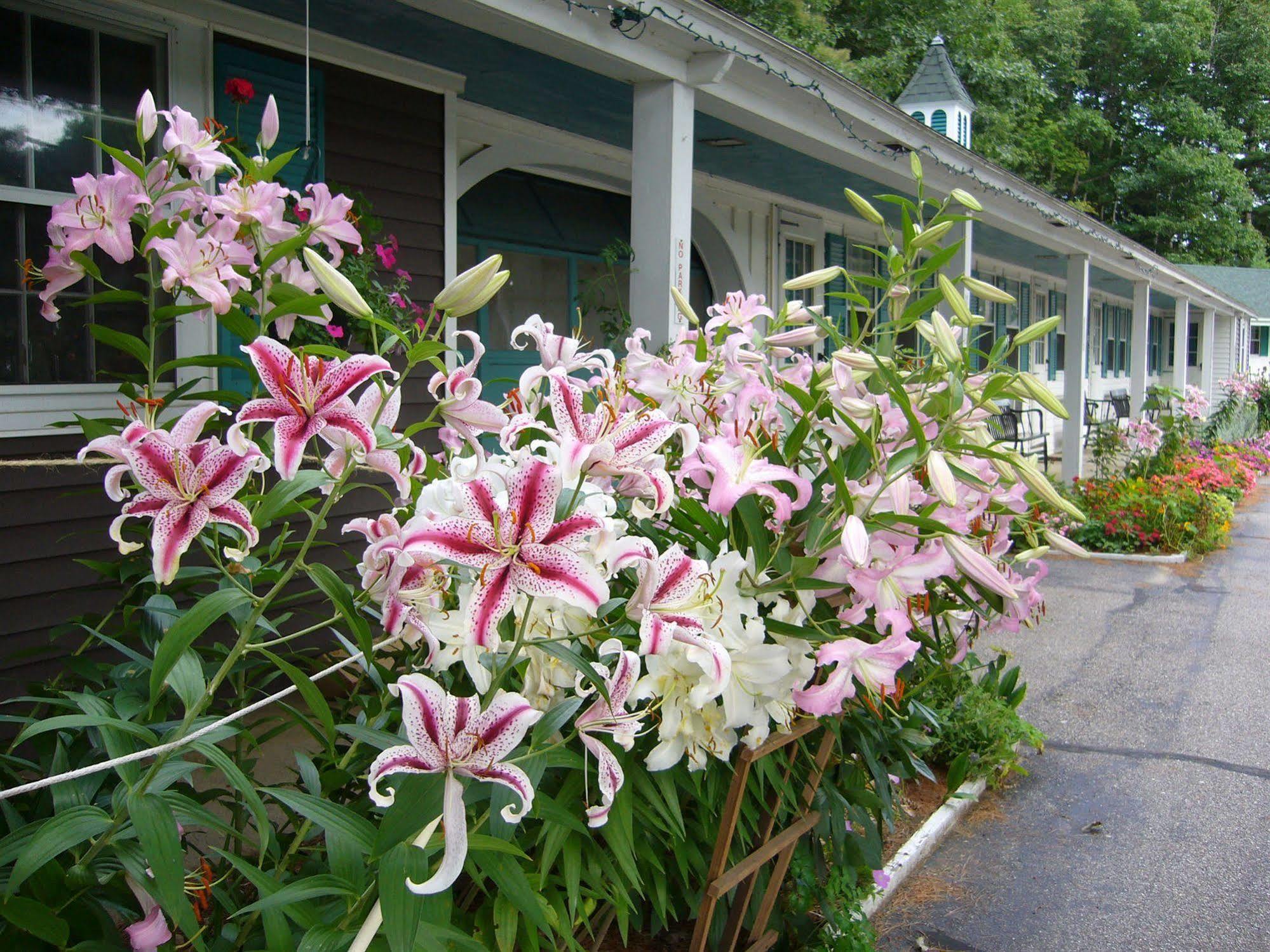White Trellis Motel North Conway Exterior foto